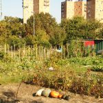 Fête des jardins : animations aux Jardins ouvriers des vertus